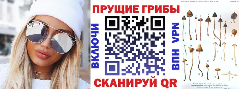 Купить закладки  Пудож  Псилоцибиновые грибы GOLDEN TEACHER 